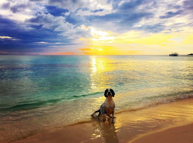 Places For Pet Lovers