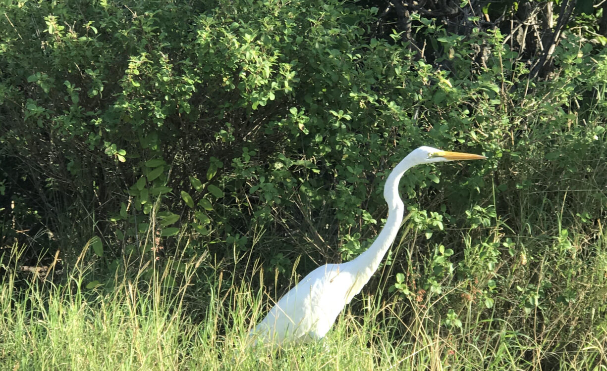 LITTLE CAYMAN CORNER LOT FOR SALE