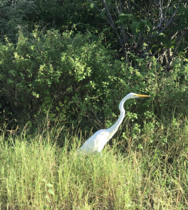 LITTLE CAYMAN CORNER LOT FOR SALE