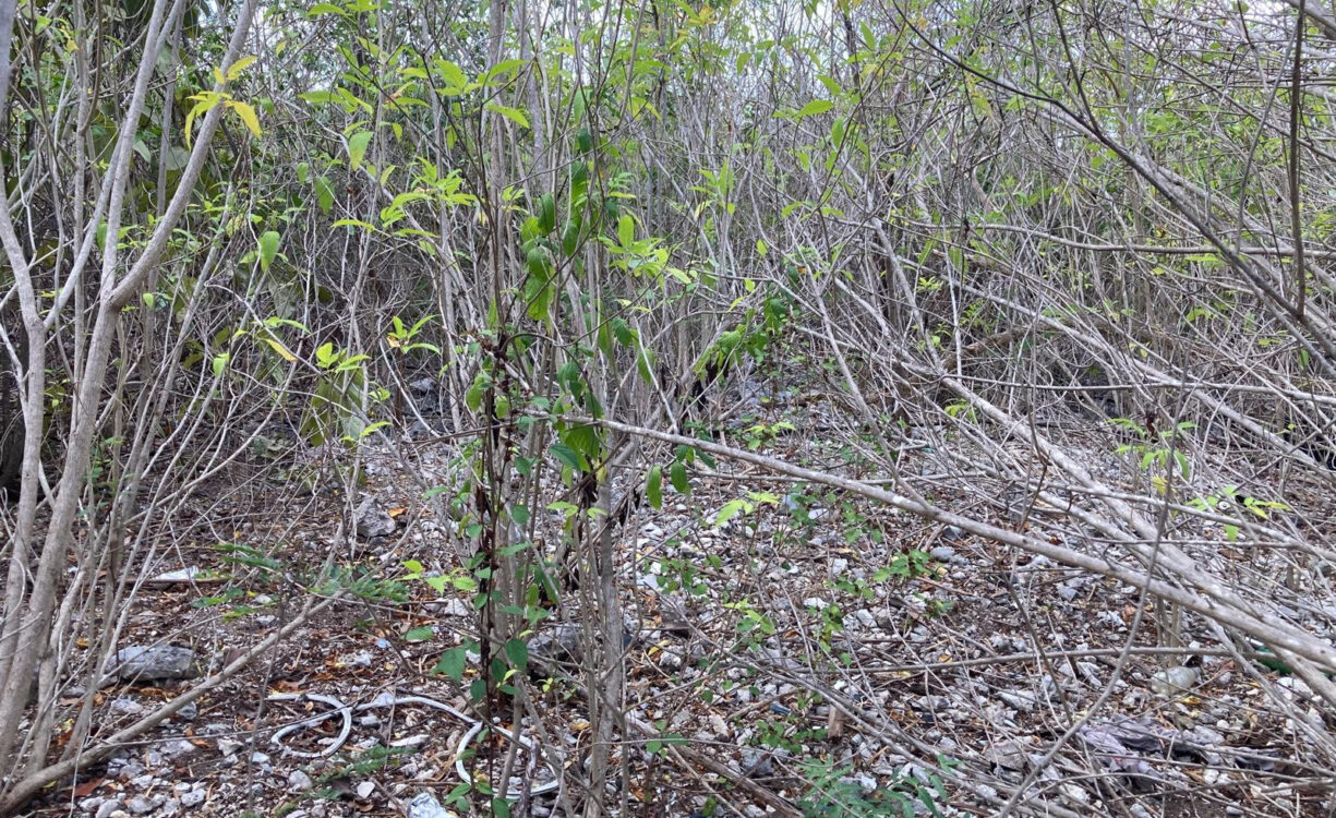 EAST END LAND 0.45 ACRES IN JOHN MCLEAN DRIVE