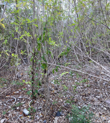 EAST END LAND 0.45 ACRES IN JOHN MCLEAN DRIVE