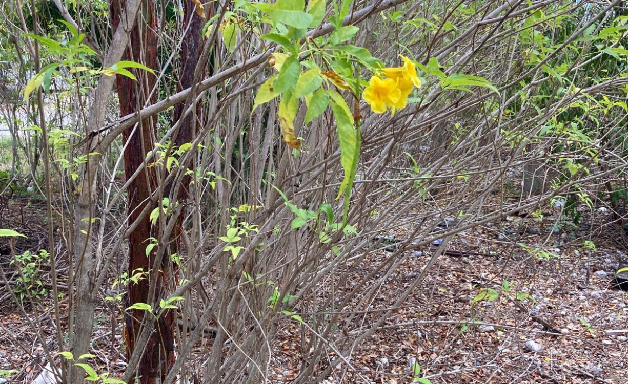 EAST END LAND 0.45 ACRES IN JOHN MCLEAN DRIVE