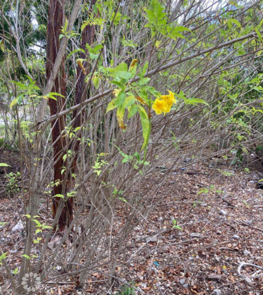 EAST END LAND 0.45 ACRES IN JOHN MCLEAN DRIVE
