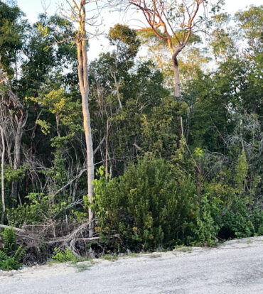 CAYMAN BRAC CENTRAL LAND