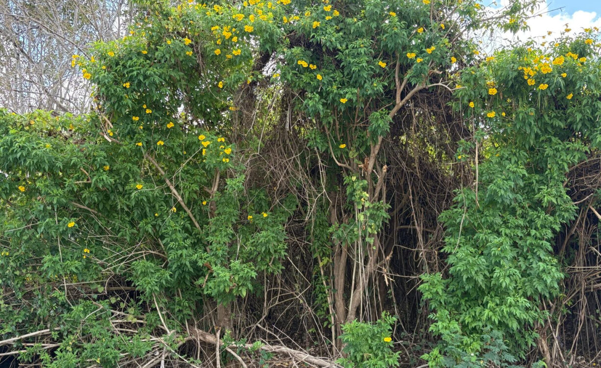 NATURE'S CIRCLE PARCEL