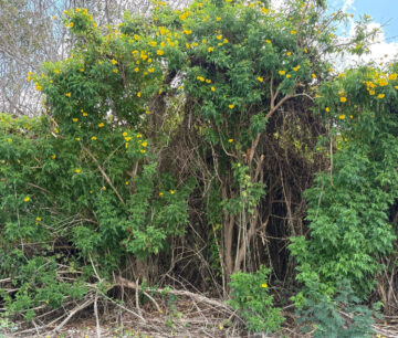 NATURE'S CIRCLE PARCEL
