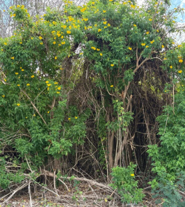 NATURE'S CIRCLE PARCEL